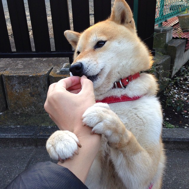 月光见证的孤胆英雄,贝林厄姆在德甲争冠夜的制胜献礼