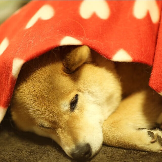 一粒进球与九十分钟统治，阿什拉夫的流星与日本的体系之光