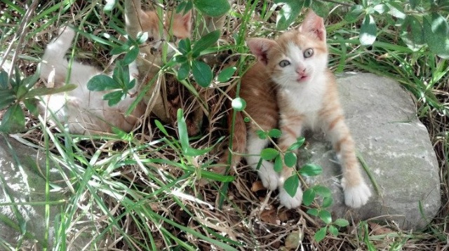 双重速率的交叠,当F1引擎在巴林咆哮,加克波在安菲尔德点亮生涯之夜