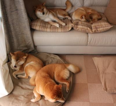 东北虎啸珠江岸!吉林队客场带走十一冠王,切特成巨人杀手