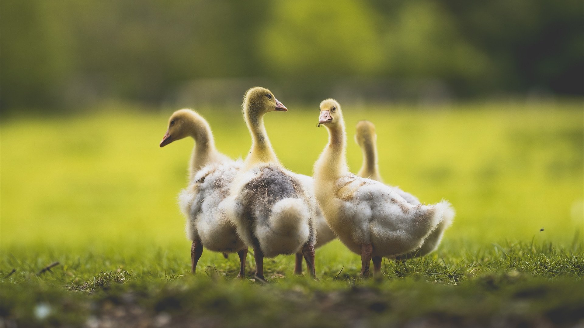 今夜最伟大的画布，是欧文的指尖