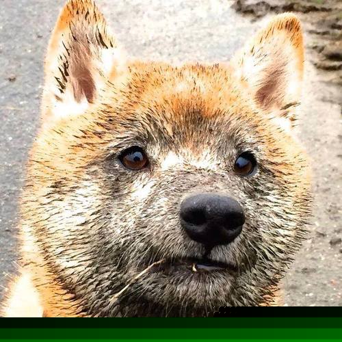 当CBA的太阳遭遇NBA的关键先生，篮球世界的火力共振