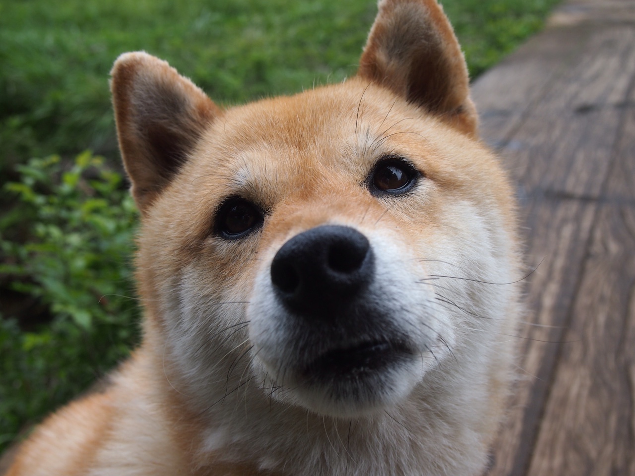 大丽花与黑松，当体系鏖战撞上天赋觉醒