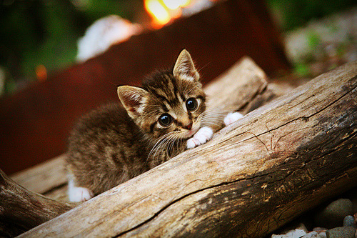 雷火电竞app-烽火拉各斯，阿坎吉铁闸咆哮，非洲雄鹰鏖战厄瓜多尔酋长