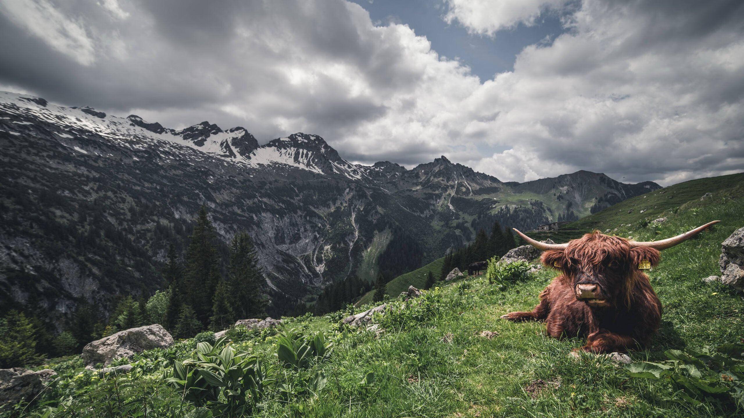 黄蜂蛰刺魔术，当锡安的野蛮突破成为无法破解的生物链碾压