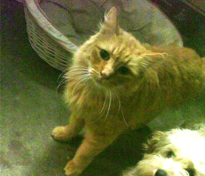 单核处理器，罗德里用精密芯片征服欧冠之夜