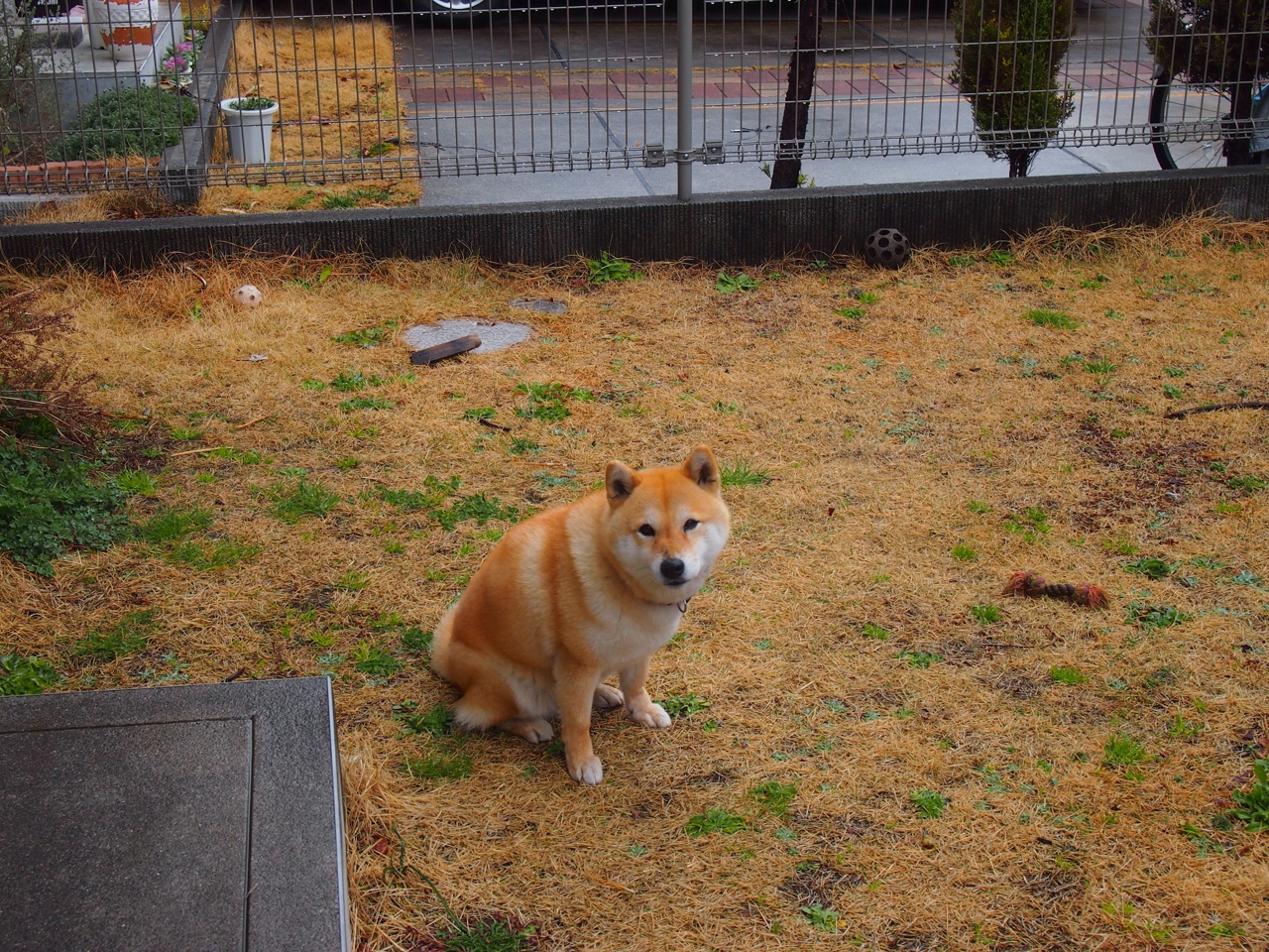 东决审判之夜，帕尔默的冰刀与手术刀