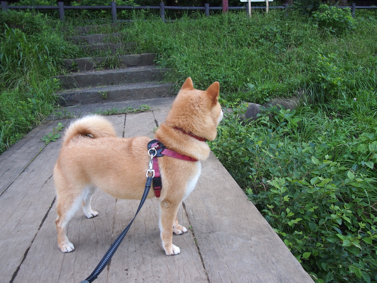 活塞掀翻尼克斯，一支摆烂队为何让季后赛劲旅汗流浃背？